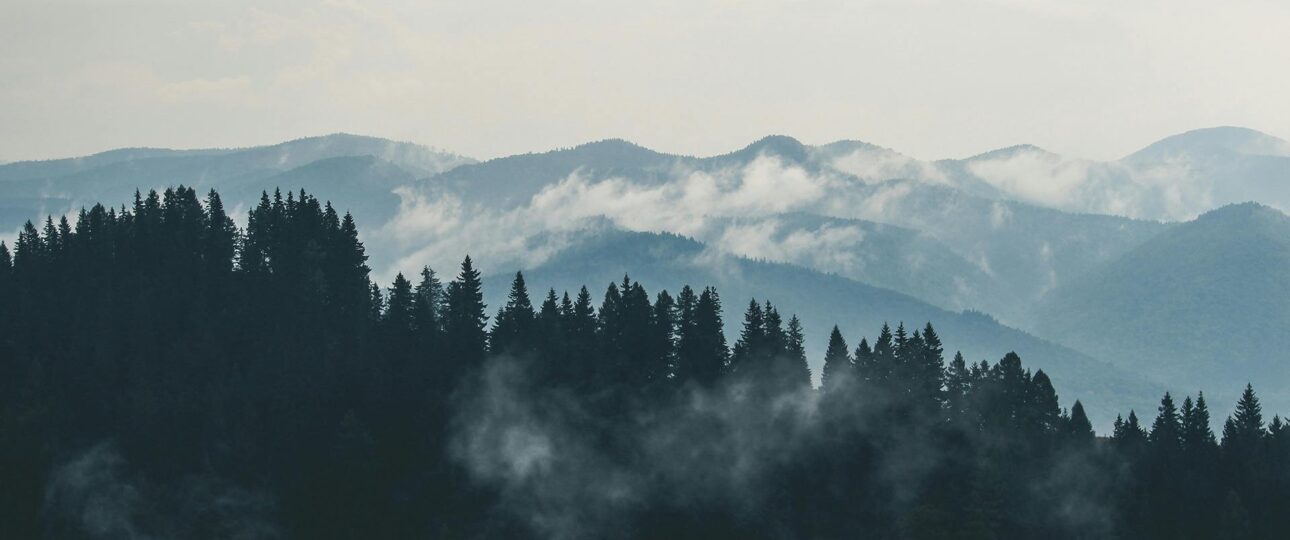  Himachal Family Tour, A scenic view of misty mountains and dense forest, perfect for nature lovers.