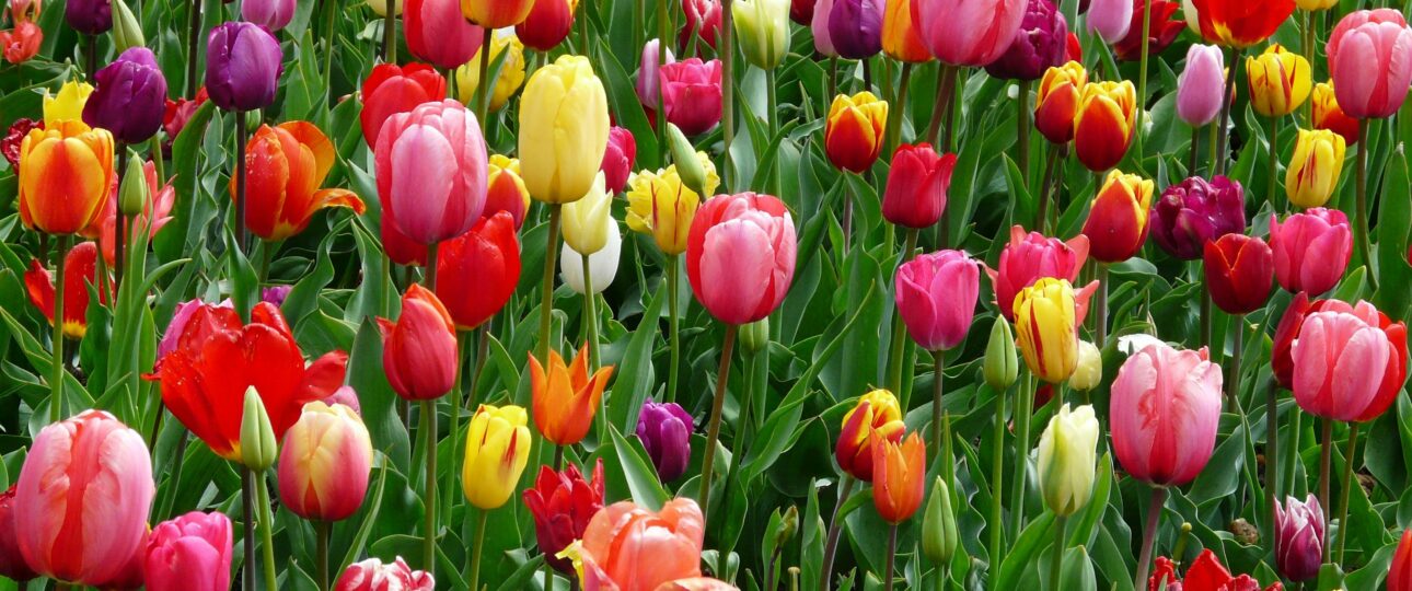 A colorful array of tulips blooming in a field, showcasing the beauty of spring season.
