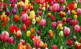 A colorful array of tulips blooming in a field, showcasing the beauty of spring season.